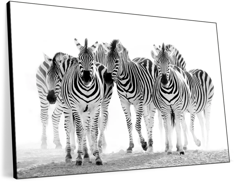Zebras On The Move Wall Art