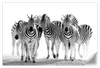 Zebras On The Move Wall Art