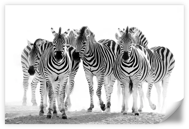 Zebras On The Move Wall Art