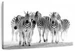 Zebras On The Move Wall Art