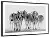 Zebras On The Move Wall Art