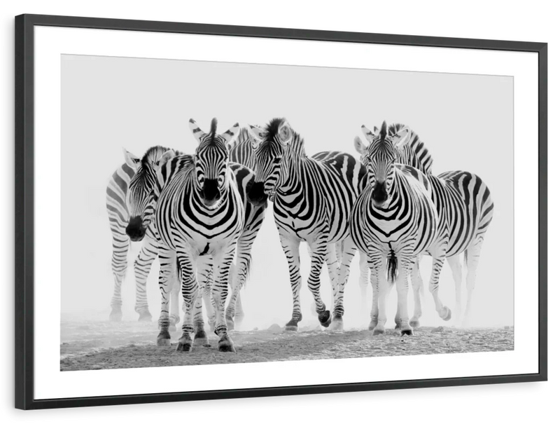 Zebras On The Move Wall Art