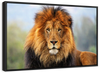 Proud Lion Wall Art