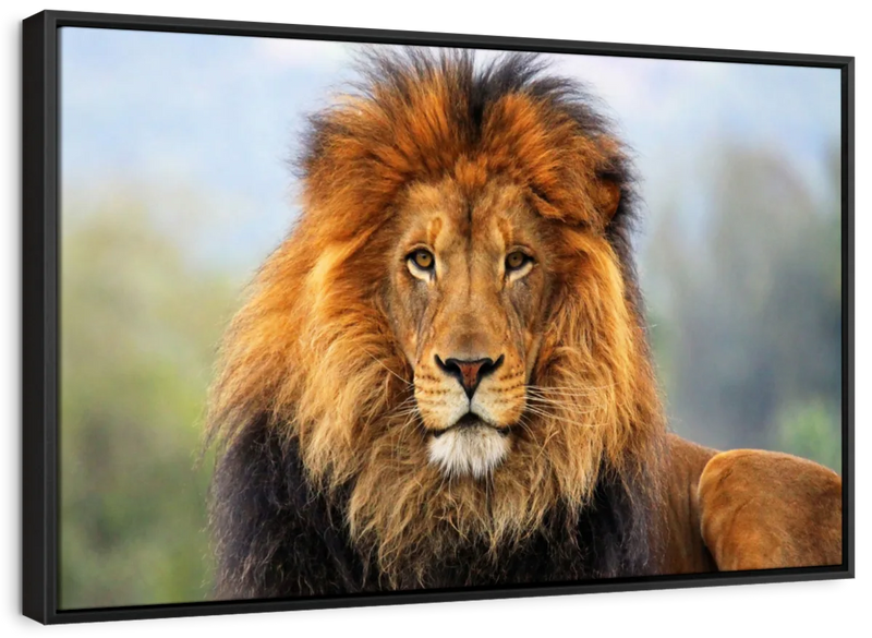 Proud Lion Wall Art