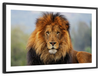Proud Lion Wall Art