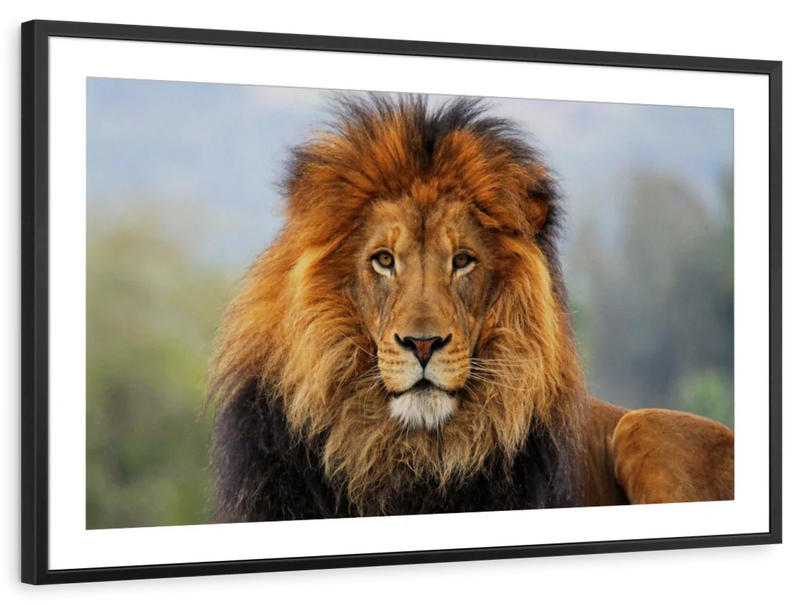 Proud Lion Wall Art
