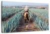 Inspecting Agave Plantation Wall Art