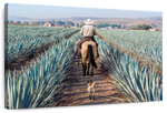 Inspecting Agave Plantation Wall Art
