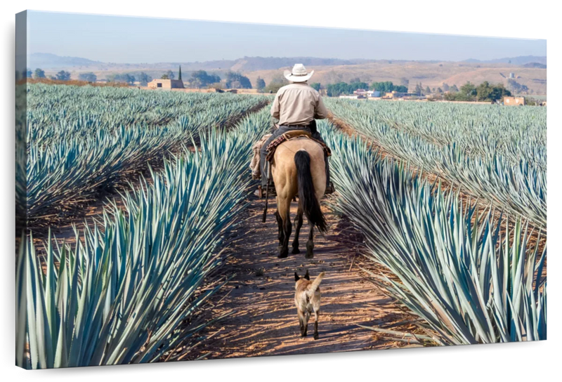 Inspecting Agave Plantation Wall Art