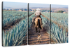 Inspecting Agave Plantation Wall Art
