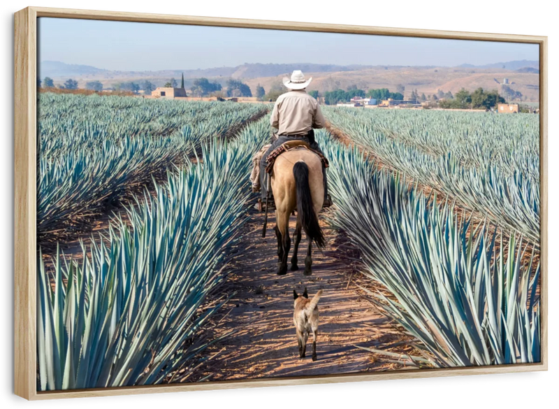 Inspecting Agave Plantation Wall Art