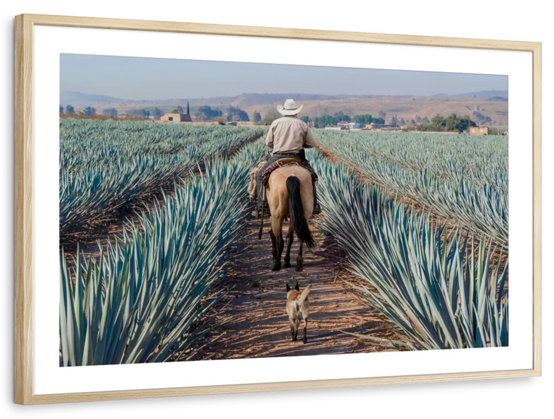 Inspecting Agave Plantation Wall Art