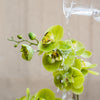 Artificial Flower Real Touch Orchid Plant in Green and White