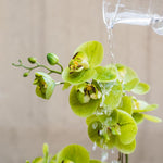 Artificial Flower Real Touch Orchid Plant in Green and White