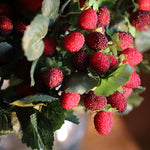 Artificial Fruit Faux Raspberry Fruit Stem Set 10" Tall