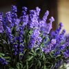 Artificial Lavender Eco PE Lavender Stem 18" Tall