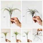 Artificial Faux Tillandsia Capitata Stem Randomly Picked Set of 5