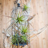 Artificial Faux Tillandsia Capitata Stem Randomly Picked Set of 5