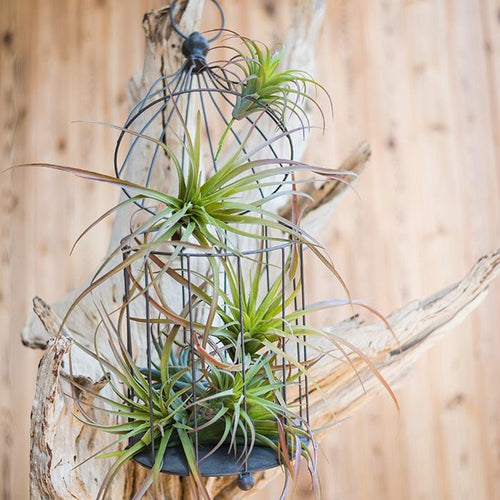 Artificial Faux Tillandsia Capitata Stem Randomly Picked Set of 5