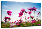 Wild Cosmos Flowers Wall Art