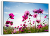Wild Cosmos Flowers Wall Art