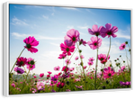 Wild Cosmos Flowers Wall Art
