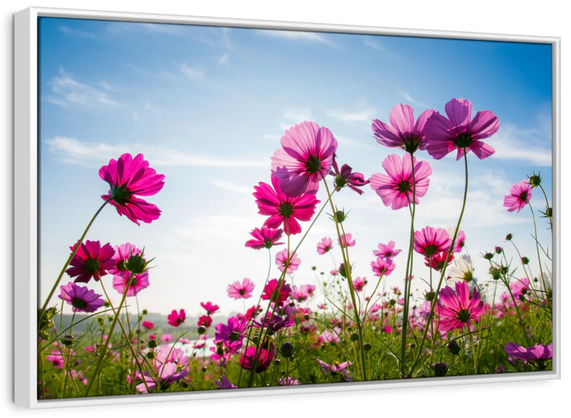Wild Cosmos Flowers Wall Art