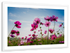 Wild Cosmos Flowers Wall Art