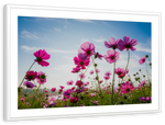 Wild Cosmos Flowers Wall Art