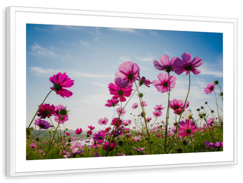Wild Cosmos Flowers Wall Art