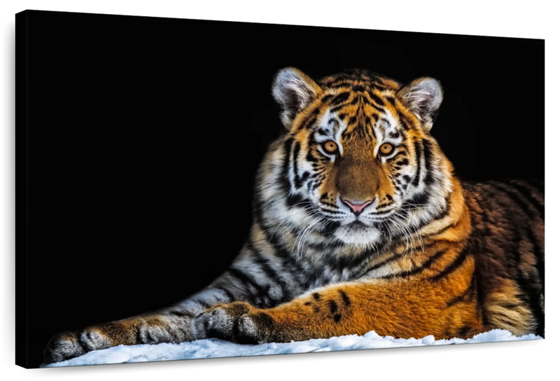 Tiger Snapshot Wall Art