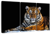 Tiger Snapshot Wall Art