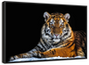 Tiger Snapshot Wall Art