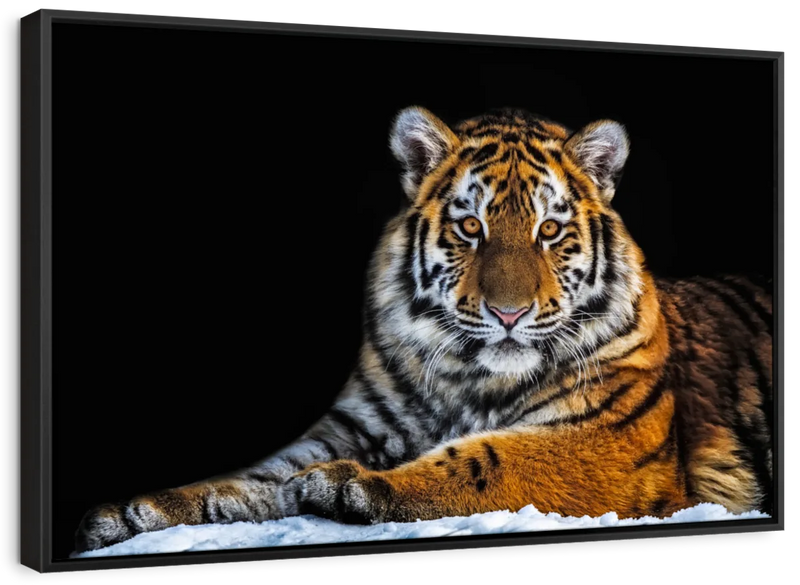 Tiger Snapshot Wall Art