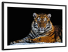 Tiger Snapshot Wall Art