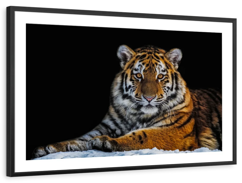 Tiger Snapshot Wall Art