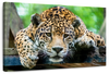 Lazy Leopard Wall Art