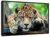 Lazy Leopard Wall Art