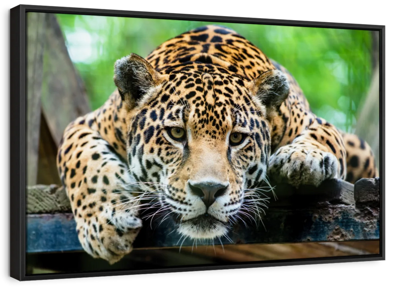Lazy Leopard Wall Art