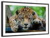 Lazy Leopard Wall Art