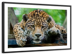 Lazy Leopard Wall Art