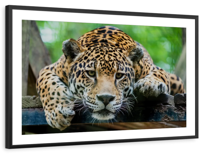 Lazy Leopard Wall Art