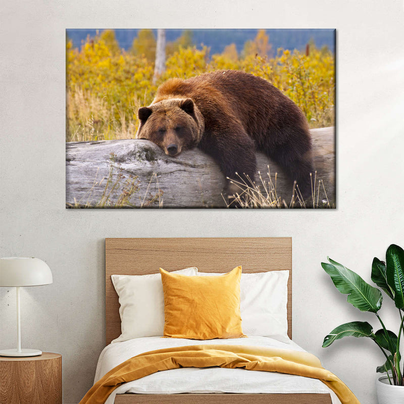 Resting Grizzly Bear Wall Art