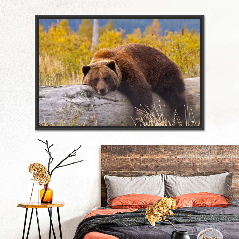 Resting Grizzly Bear Wall Art