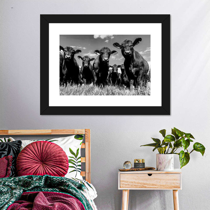 Monochrome Angus Cows Wall Art