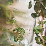 Begonia Leaf Hanging Vine 27" Long