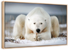 Yoga Polar Bear Wall Art