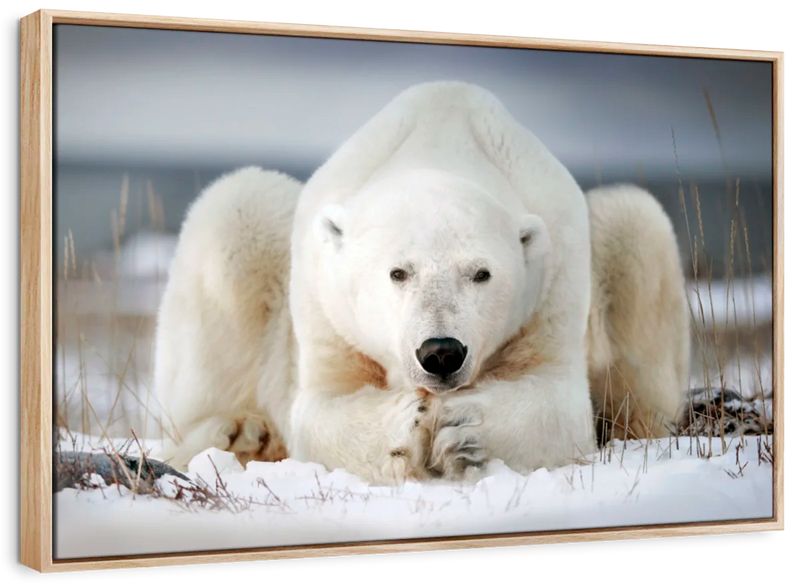 Yoga Polar Bear Wall Art