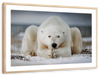Yoga Polar Bear Wall Art