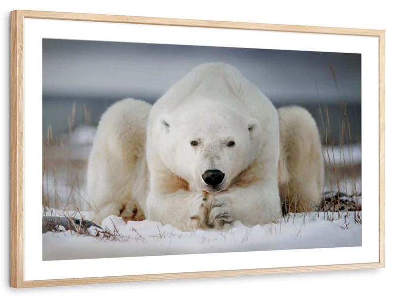 Yoga Polar Bear Wall Art